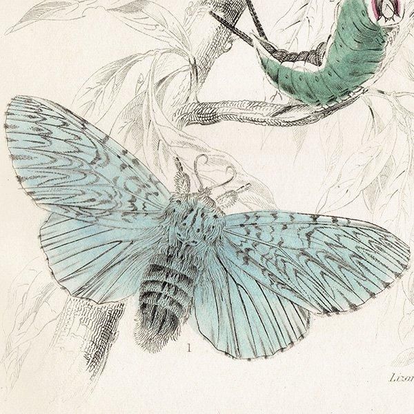 The Entomologist (1840-1973年)1~106巻 昆虫学 イギリス The Entomologist (1840-1973年)1~106巻 昆虫学 イギリス