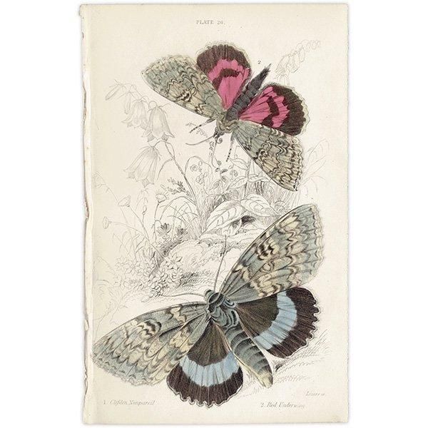 The Entomologist (1840-1973年)1~106巻 昆虫学 イギリス The Entomologist (1840-1973年)1~106巻 昆虫学 イギリス