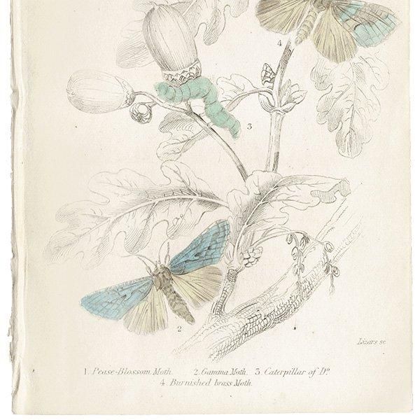 James Duncan『The Naturalist's Library 4』1836年 イギリス蛾 James Duncan『The Naturalist's Library 4』1836年 イギリス蛾