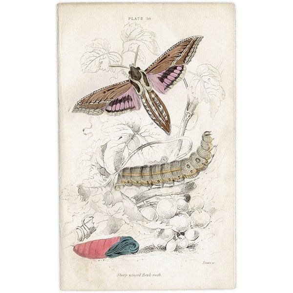 蛾(モス)昆虫学 イギリス アンティークプリント 博物画 1840 蛾(モス)昆虫学 イギリス アンティークプリント 博物画 1840