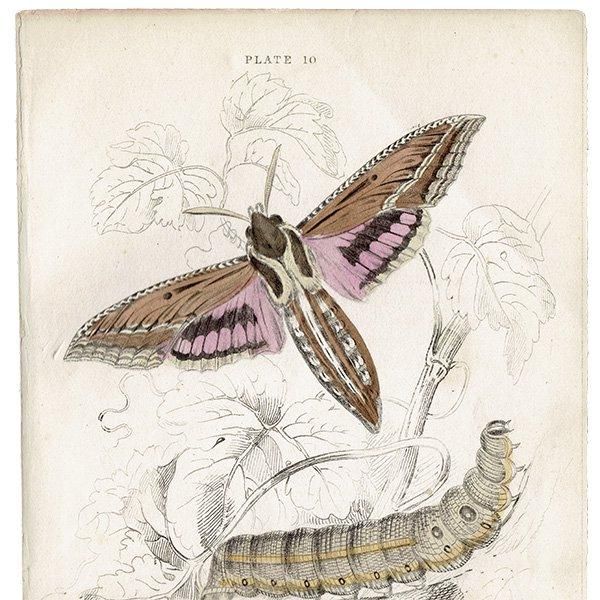 蛾（モス）昆虫学 イギリス アンティークプリント 博物画 1840