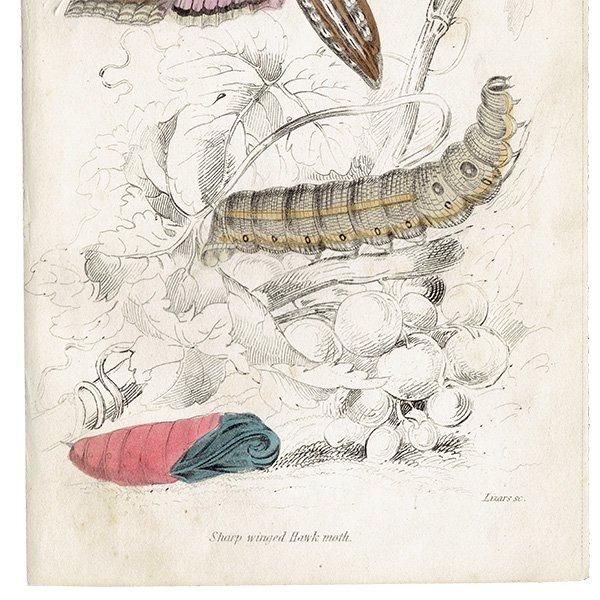 蛾(モス)昆虫学 イギリス アンティークプリント 博物画 1840 蛾(モス)昆虫学 イギリス アンティークプリント 博物画 1840