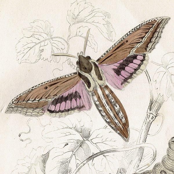 蛾(モス)昆虫学 イギリス アンティークプリント 博物画 1840 蛾(モス)昆虫学 イギリス アンティークプリント 博物画 1840