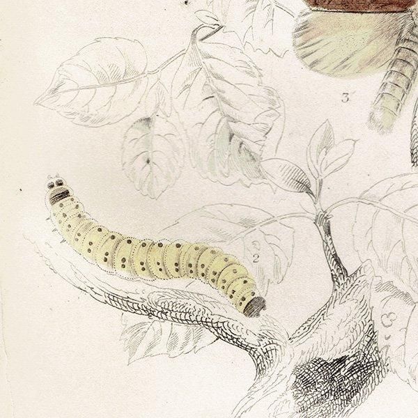 The Entomologist (1840-1973年)1~106巻 昆虫学 イギリス The Entomologist (1840-1973年)1~106巻 昆虫学 イギリス
