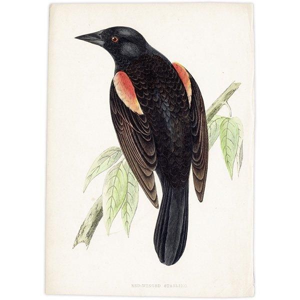 RED-WINGED STARLING Хͥƥ९ 1850ǯ ꥹ ƥץ ʪ  (A history of British birds)   0187