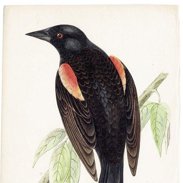 RED-WINGED STARLING Хͥƥ९ 1850ǯ ꥹ ƥץ ʪ  (A history of British birds)   0187