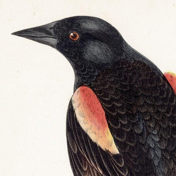 RED-WINGED STARLING Хͥƥ९ 1850ǯ ꥹ ƥץ ʪ  (A history of British birds)   0187
