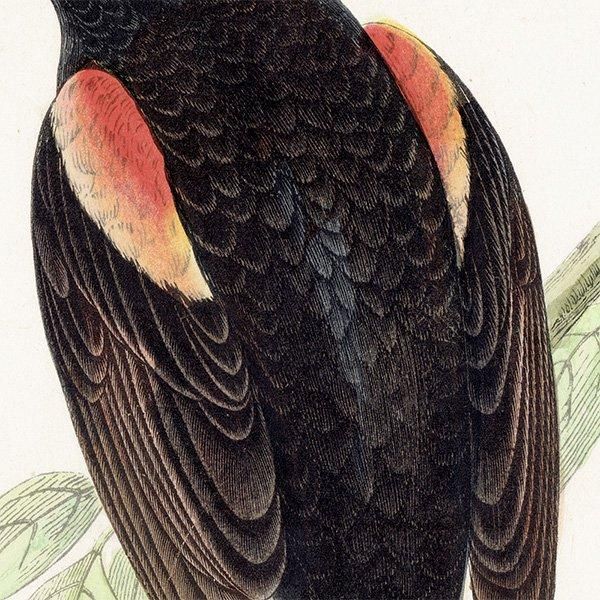 RED-WINGED STARLING Хͥƥ९ 1850ǯ ꥹ ƥץ ʪ  (A history of British birds)   0187