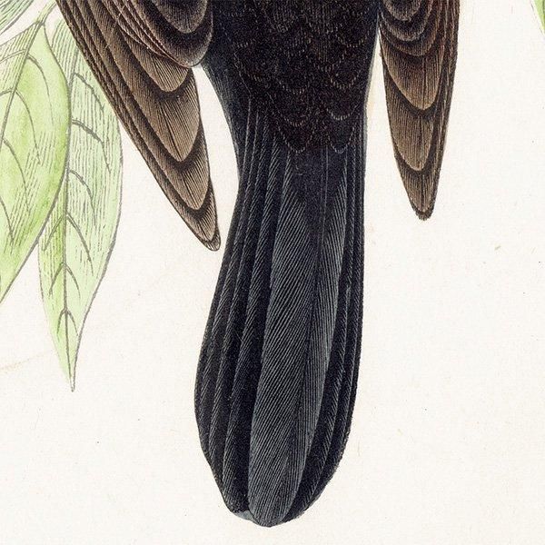 RED-WINGED STARLING Хͥƥ९ 1850ǯ ꥹ ƥץ ʪ  (A history of British birds)   0187