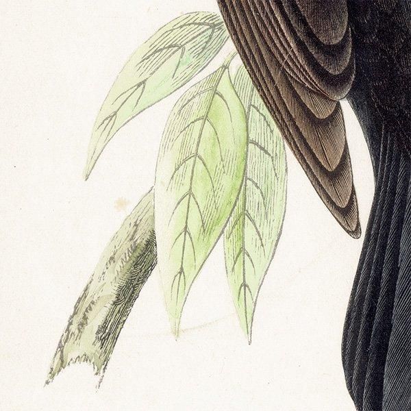 RED-WINGED STARLING Хͥƥ९ 1850ǯ ꥹ ƥץ ʪ  (A history of British birds)   0187