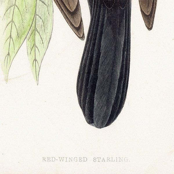 RED-WINGED STARLING Хͥƥ९ 1850ǯ ꥹ ƥץ ʪ  (A history of British birds)   0187