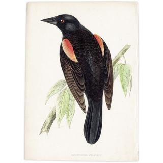 RED-WINGED STARLING Хͥƥ९ 1850ǯ ꥹ ƥץ ʪ  (A history of British birds)   0187