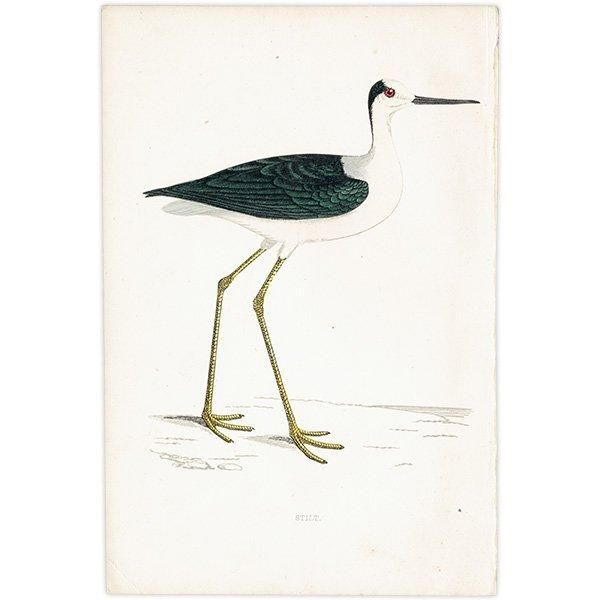 STILT  1850ǯ ꥹ ƥץ ʪ  (A history of British birds)   0188