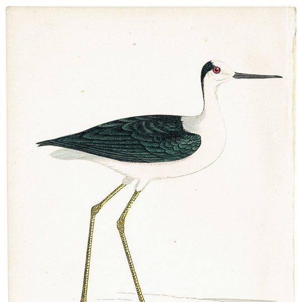 STILT  1850ǯ ꥹ ƥץ ʪ  (A history of British birds)   0188
