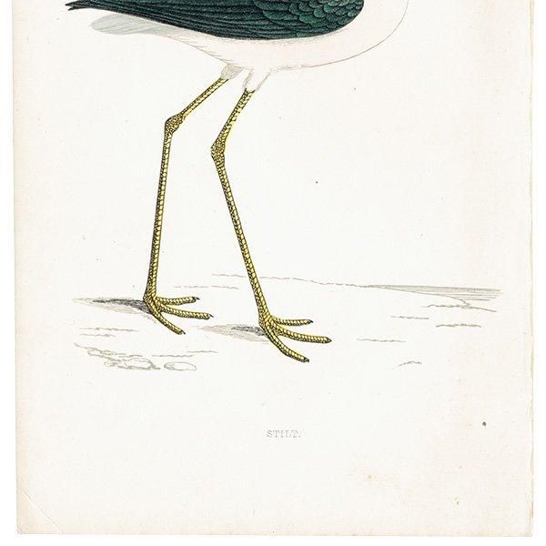 STILT  1850ǯ ꥹ ƥץ ʪ  (A history of British birds)   0188