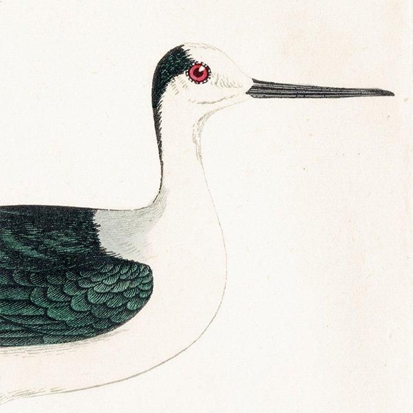 STILT  1850ǯ ꥹ ƥץ ʪ  (A history of British birds)   0188
