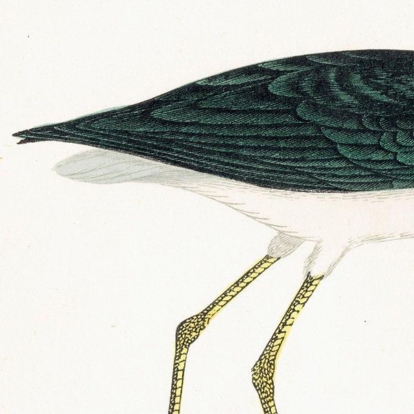 STILT  1850ǯ ꥹ ƥץ ʪ  (A history of British birds)   0188