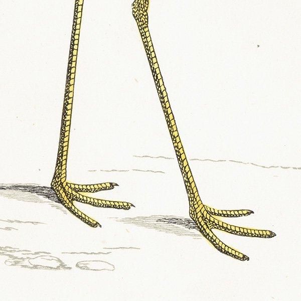 STILT  1850ǯ ꥹ ƥץ ʪ  (A history of British birds)   0188