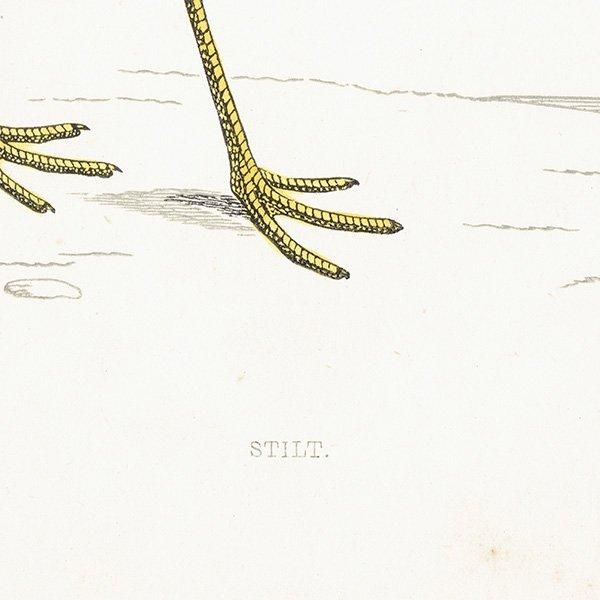 STILT  1850ǯ ꥹ ƥץ ʪ  (A history of British birds)   0188