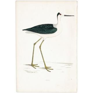 STILT  1850ǯ ꥹ ƥץ ʪ  (A history of British birds)   0188