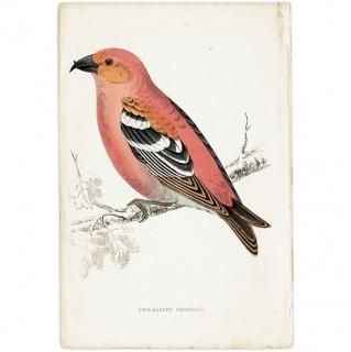 鳥(Birds) - インテリアにプラスしたくなる アンティーク と 鳥(Birds) - インテリアにプラスしたくなる アンティーク と