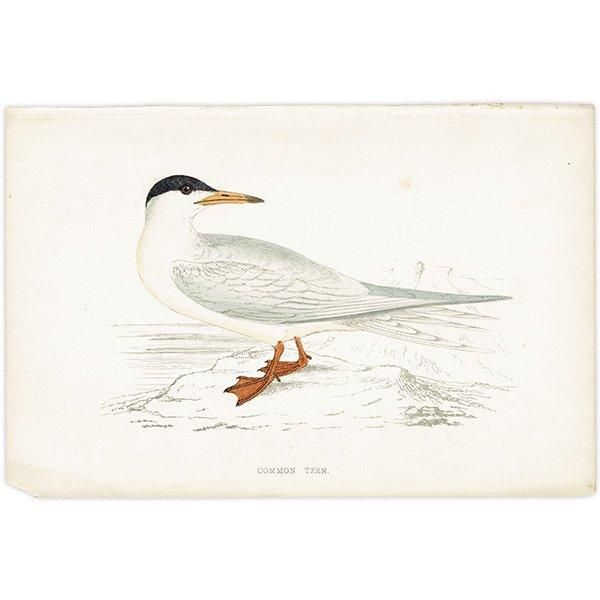 COMMON TERN  1850ǯ ꥹ ƥץ ʪ  (A history of British birds)   0190