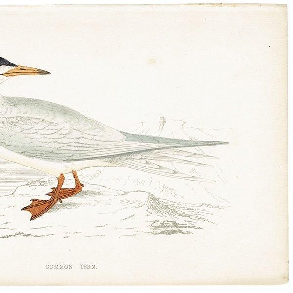 COMMON TERN  1850ǯ ꥹ ƥץ ʪ  (A history of British birds)   0190