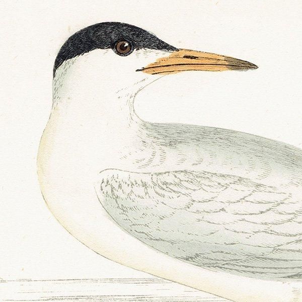 COMMON TERN  1850ǯ ꥹ ƥץ ʪ  (A history of British birds)   0190