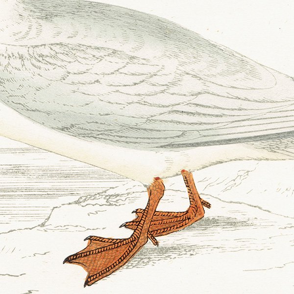 COMMON TERN  1850ǯ ꥹ ƥץ ʪ  (A history of British birds)   0190