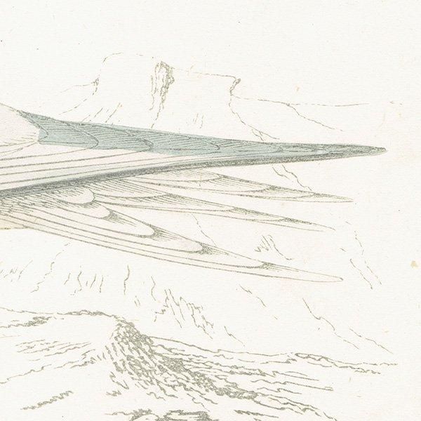 COMMON TERN  1850ǯ ꥹ ƥץ ʪ  (A history of British birds)   0190