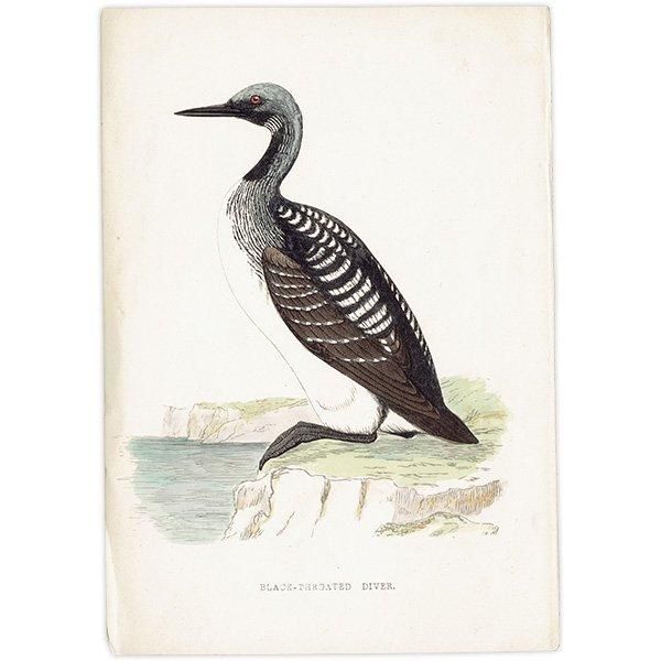 BLACK-THROATED DIVER ϥ 1850ǯ ꥹ ƥץ ʪ  (A history of British birds)   0191