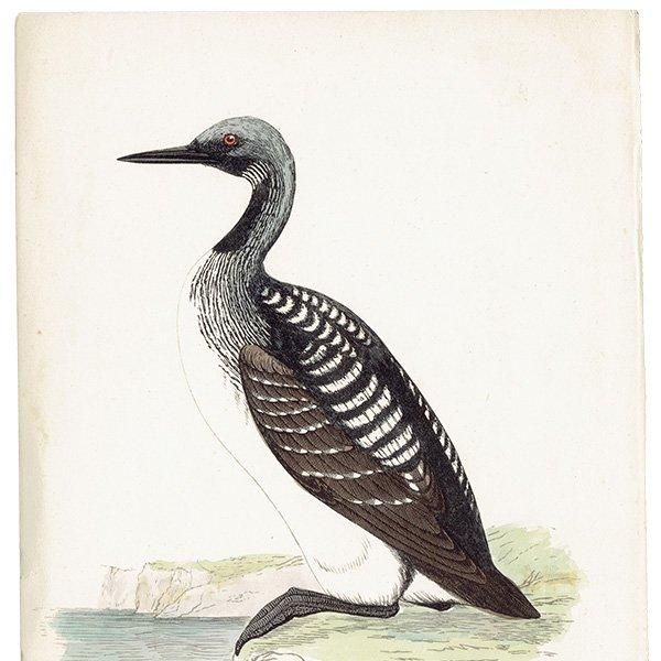 BLACK-THROATED DIVER ϥ 1850ǯ ꥹ ƥץ ʪ  (A history of British birds)   0191