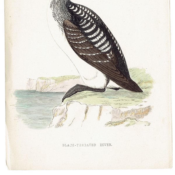 BLACK-THROATED DIVER ϥ 1850ǯ ꥹ ƥץ ʪ  (A history of British birds)   0191