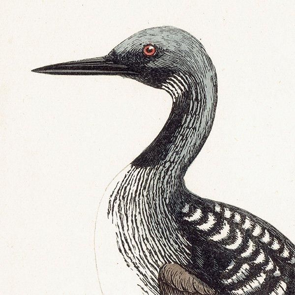 BLACK-THROATED DIVER ϥ 1850ǯ ꥹ ƥץ ʪ  (A history of British birds)   0191