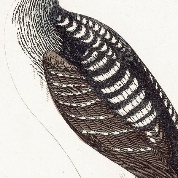 BLACK-THROATED DIVER ϥ 1850ǯ ꥹ ƥץ ʪ  (A history of British birds)   0191