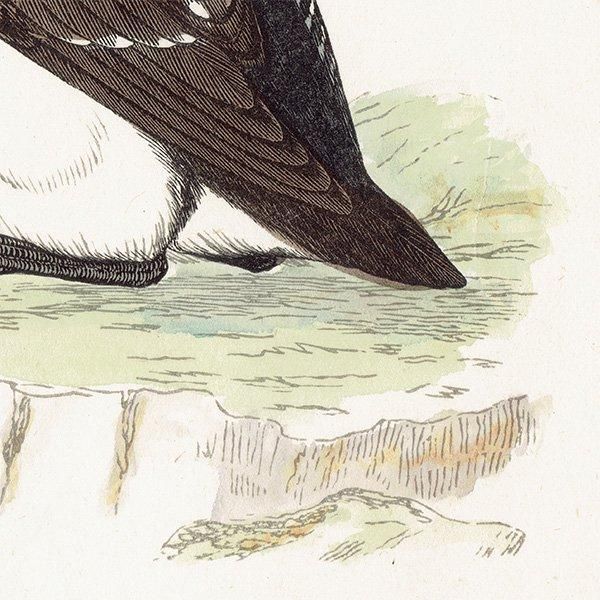 BLACK-THROATED DIVER ϥ 1850ǯ ꥹ ƥץ ʪ  (A history of British birds)   0191