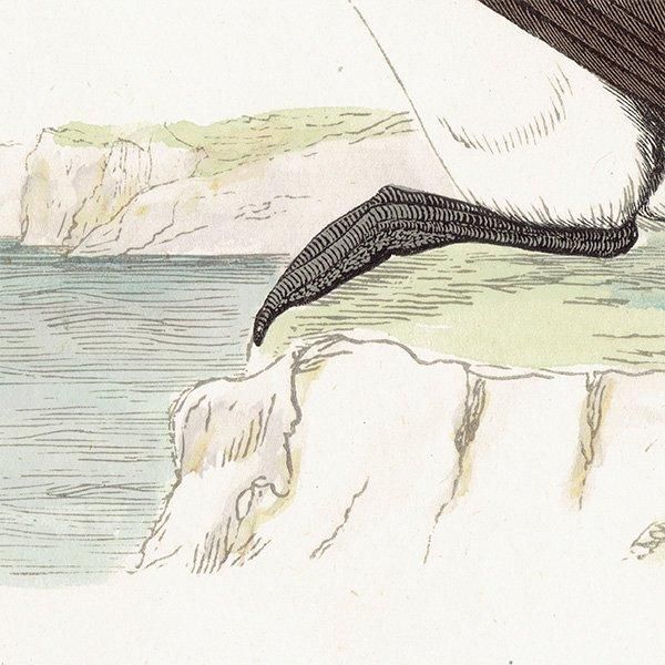 BLACK-THROATED DIVER ϥ 1850ǯ ꥹ ƥץ ʪ  (A history of British birds)   0191