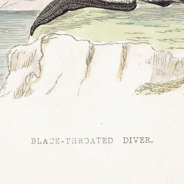 BLACK-THROATED DIVER ϥ 1850ǯ ꥹ ƥץ ʪ  (A history of British birds)   0191