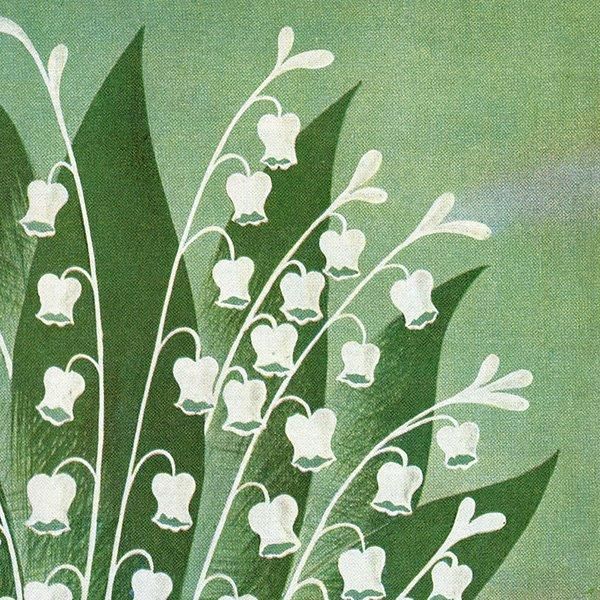 ե ơ / CARON   ߥ奲  ʥơ1958ǯ 0395