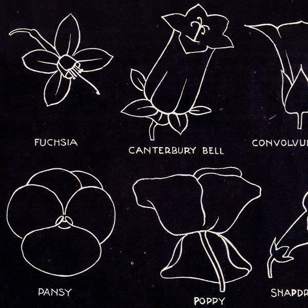 リトグラフ　絵画　アンティーク　ヴィンテージ Amazon.co.jp: [美しいリトグラフ]ドイツの古い植物図鑑