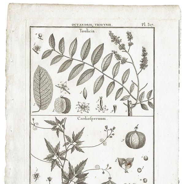 Υ ܥ˥륢 Toulicia / Cardiofpermum ʪ 1793ǯ Pl.317 ե ޥ륯 (Lamarck) 1002
