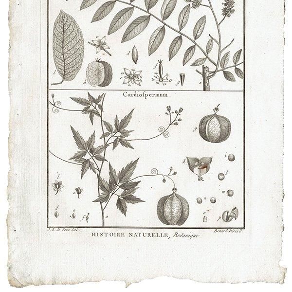 Υ ܥ˥륢 Toulicia / Cardiofpermum ʪ 1793ǯ Pl.317 ե ޥ륯 (Lamarck) 1002