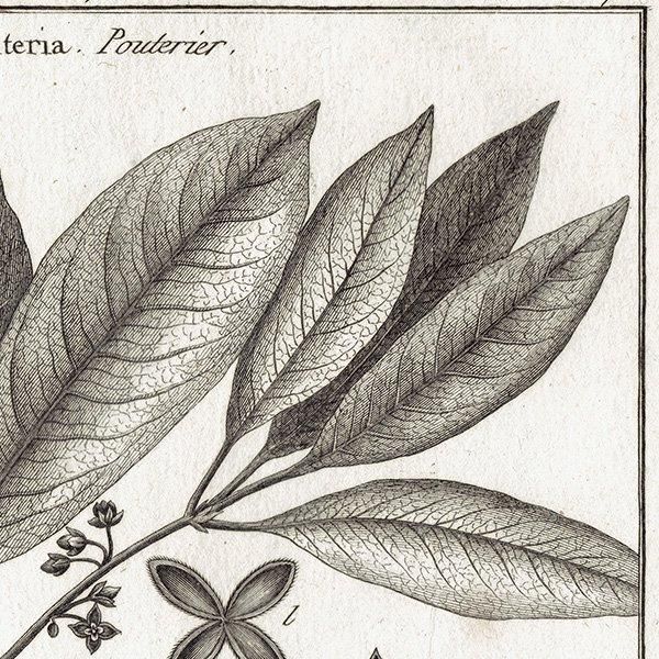 Υ ܥ˥륢 Pouteria / Mayepea ʪ 1793ǯ Pl.72 ե ޥ륯 (Lamarck) 1003