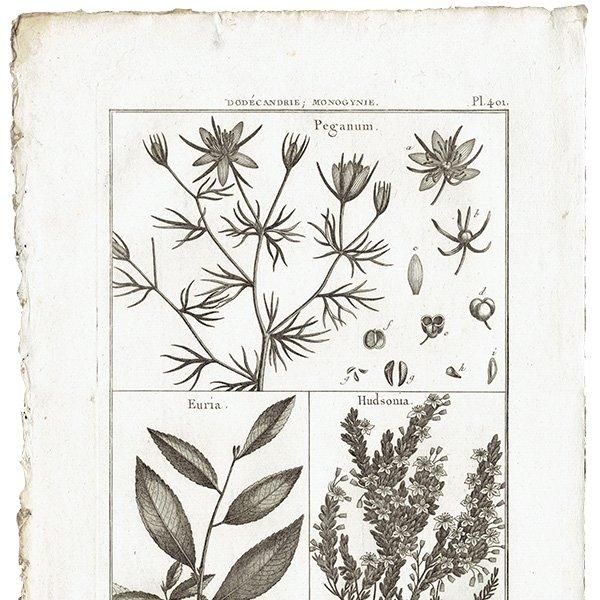 Υ ܥ˥륢 Peganum / Euria / Hudsonia ʪ 1793ǯ Pl.401 ե ޥ륯 (Lamarck) 1005