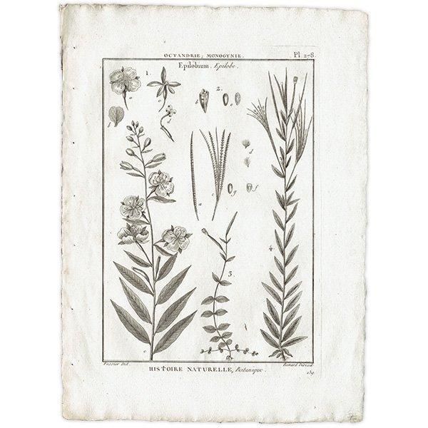 Υ ܥ˥륢 Epilobium ʪ 1793ǯ Pl.278 ե ޥ륯 (Lamarck) 1006