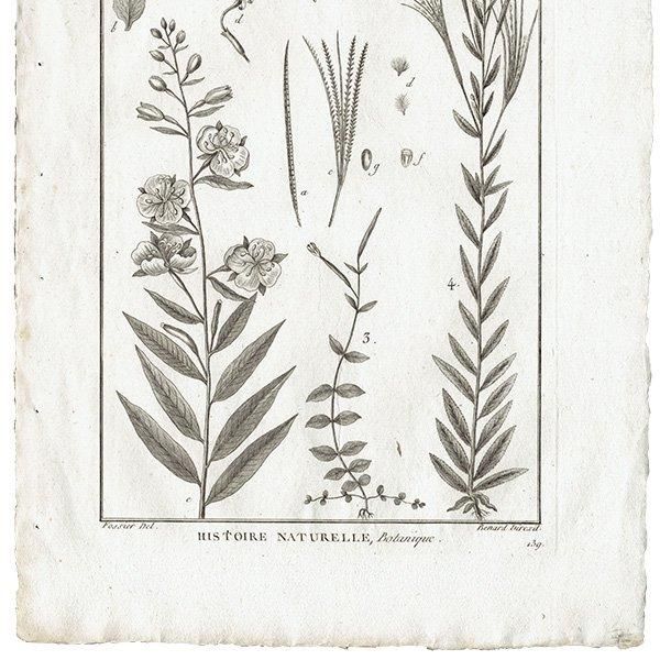 Υ ܥ˥륢 Epilobium ʪ 1793ǯ Pl.278 ե ޥ륯 (Lamarck) 1006