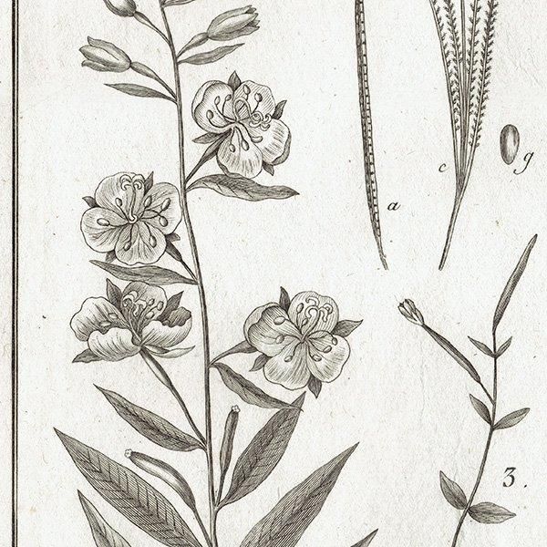 Υ ܥ˥륢 Epilobium ʪ 1793ǯ Pl.278 ե ޥ륯 (Lamarck) 1006