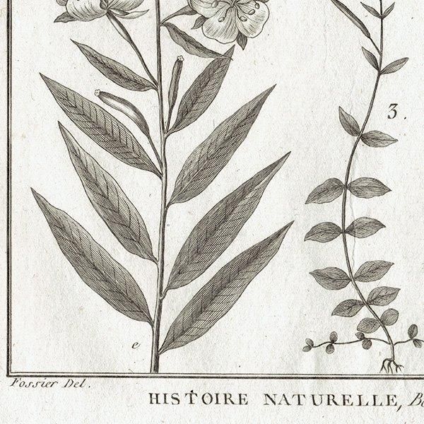 Υ ܥ˥륢 Epilobium ʪ 1793ǯ Pl.278 ե ޥ륯 (Lamarck) 1006