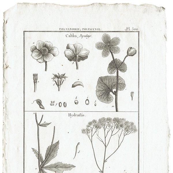 Υ ܥ˥륢 Caltha / Hydraftis ʪ 1793ǯ Pl.500 ե ޥ륯 (Lamarck) 1012