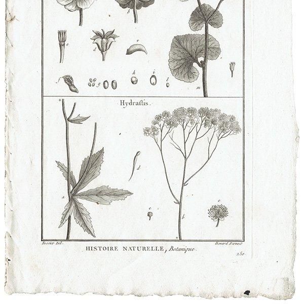 Υ ܥ˥륢 Caltha / Hydraftis ʪ 1793ǯ Pl.500 ե ޥ륯 (Lamarck) 1012